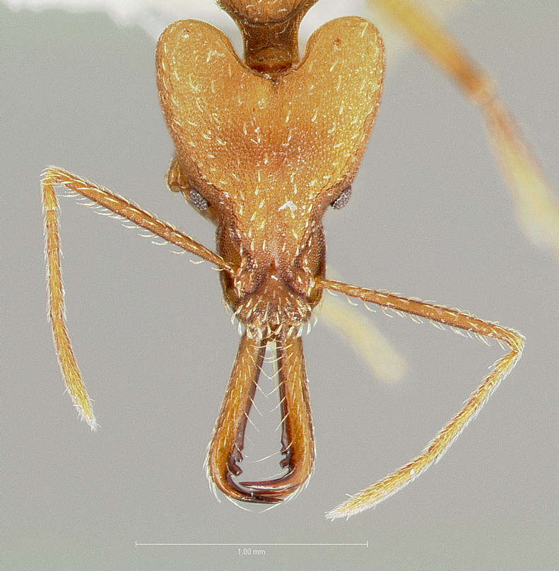 Image of Strumigenys grandidieri Forel 1892