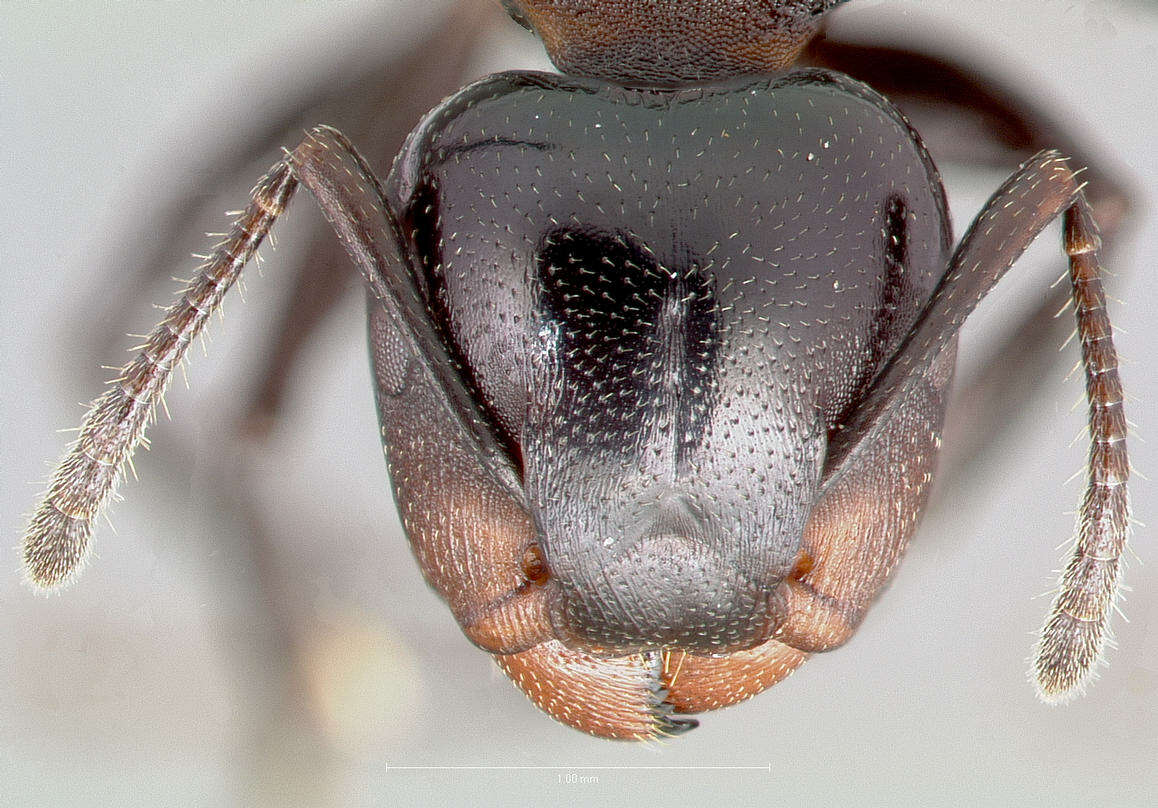 Image of Atopomyrmex cryptoceroides Emery 1892