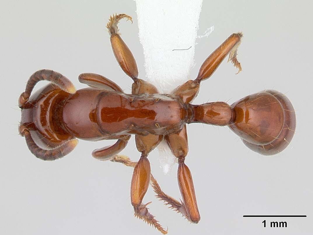 Image of Centromyrmex bequaerti (Forel 1913)