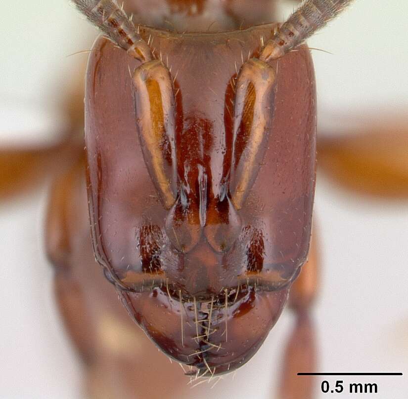 Image of Centromyrmex bequaerti (Forel 1913)