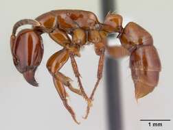 Image of Centromyrmex bequaerti (Forel 1913)