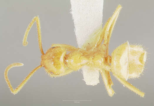 Image of Lasius atopus Cole 1958