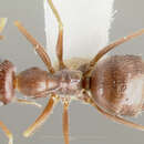 Imagem de Myrmecocystus colei Snelling 1976