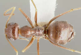 Imagem de Myrmecocystus colei Snelling 1976