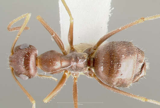 Image of Myrmecocystus colei Snelling 1976