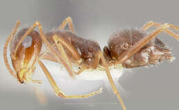 Imagem de Myrmecocystus colei Snelling 1976