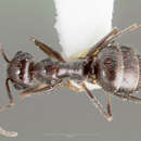 Image of Myrmecocystus tenuinodis Snelling 1976