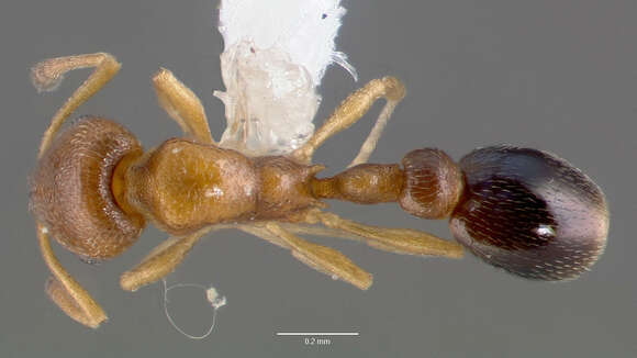 Image of Ant