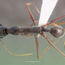 Image of Odontomachus coquereli Roger 1861