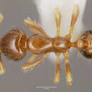 Image of Solenopsis mameti Donisthorpe 1946