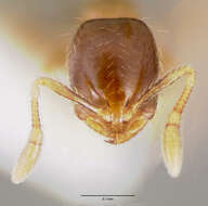 Image of Solenopsis mameti Donisthorpe 1946