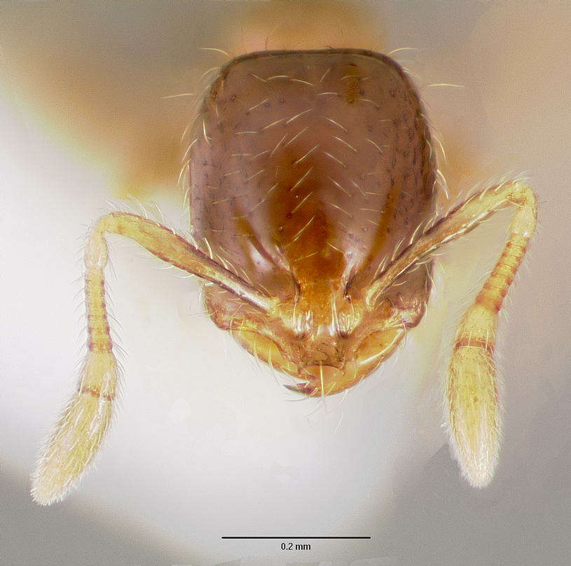 Image of Solenopsis mameti Donisthorpe 1946