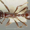 Image of Manica parasitica (Creighton 1934)