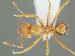 Image of Strumigenys ludovici