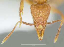 Image of Strumigenys ludovici