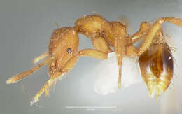 Image of Strumigenys ludovici