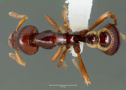 Image of <i>Strumigenys exiguaevitae</i>