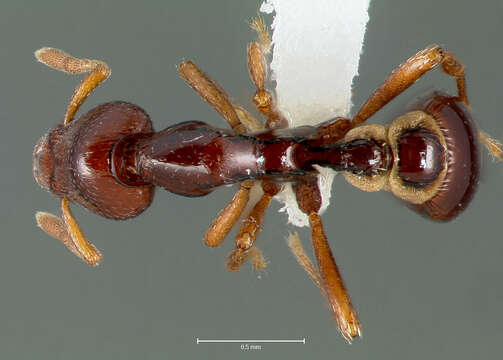 Image of <i>Strumigenys exiguaevitae</i>