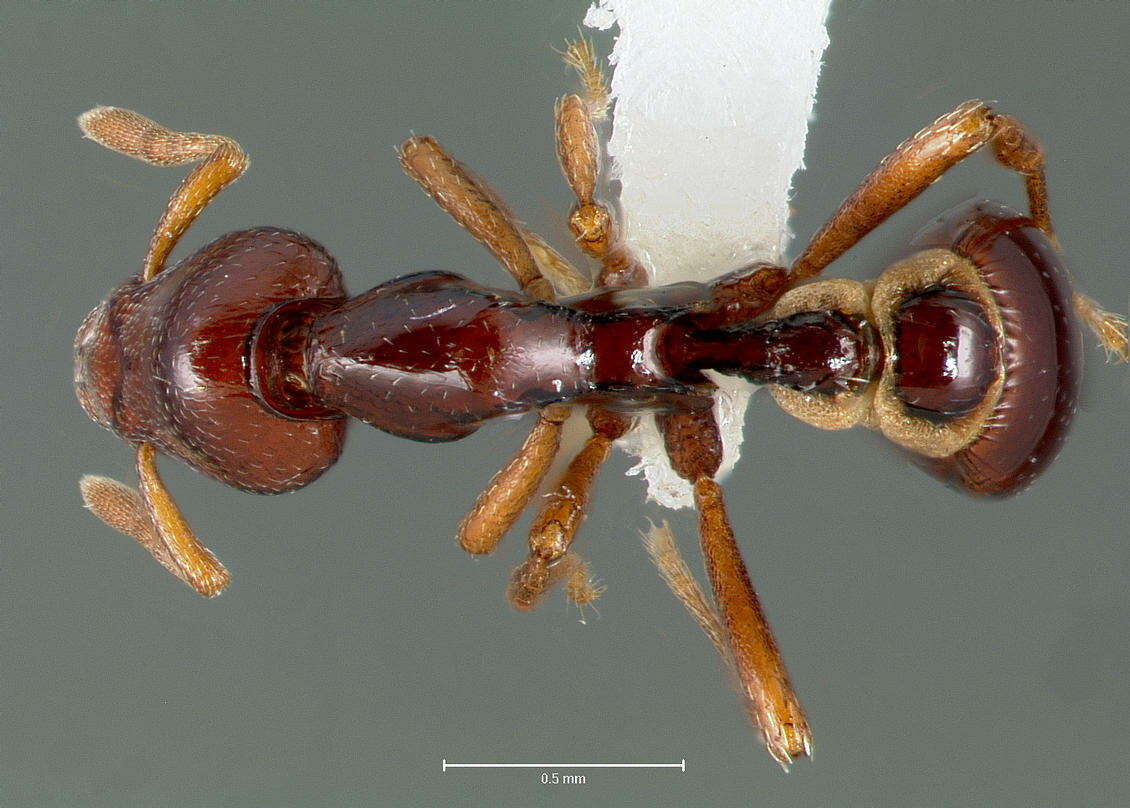 Image of <i>Strumigenys exiguaevitae</i>