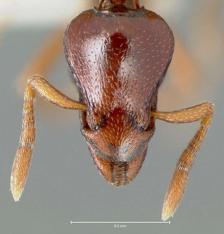 Image of <i>Strumigenys exiguaevitae</i>