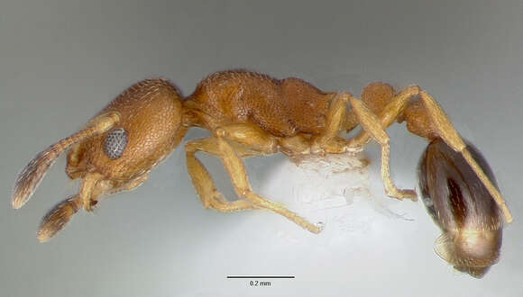 Image of Ant