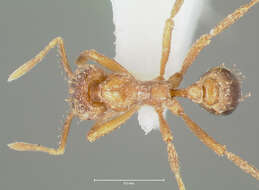 Image of Strumigenys ludovici