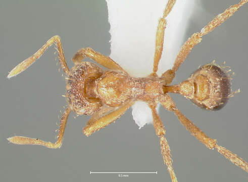 Image of Strumigenys ludovici