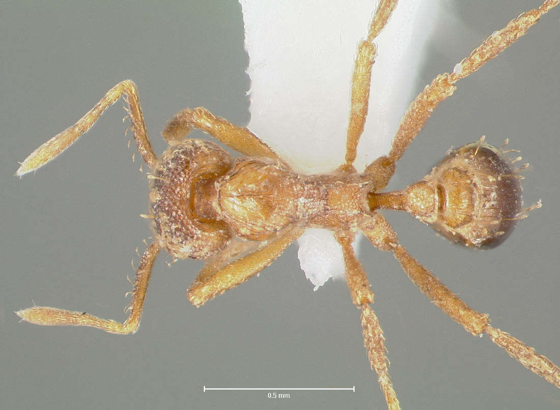 Image of Strumigenys ludovici
