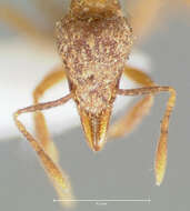 Image of Strumigenys ludovici