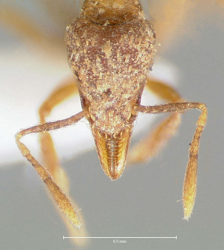Image of Strumigenys ludovici