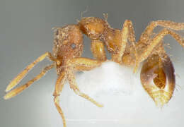Image of Strumigenys ludovici