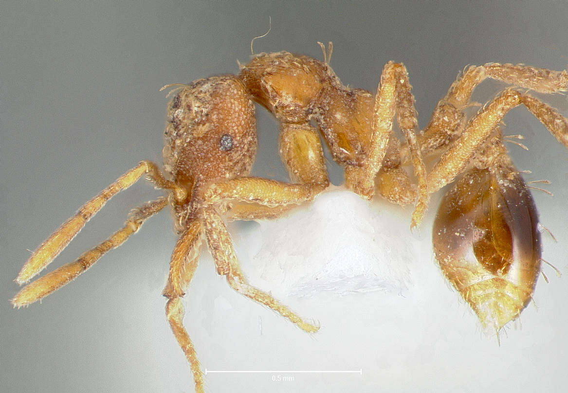 Image of Strumigenys ludovici