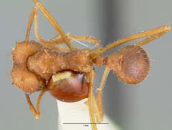 Image of Texas Leaf Cutting Ant