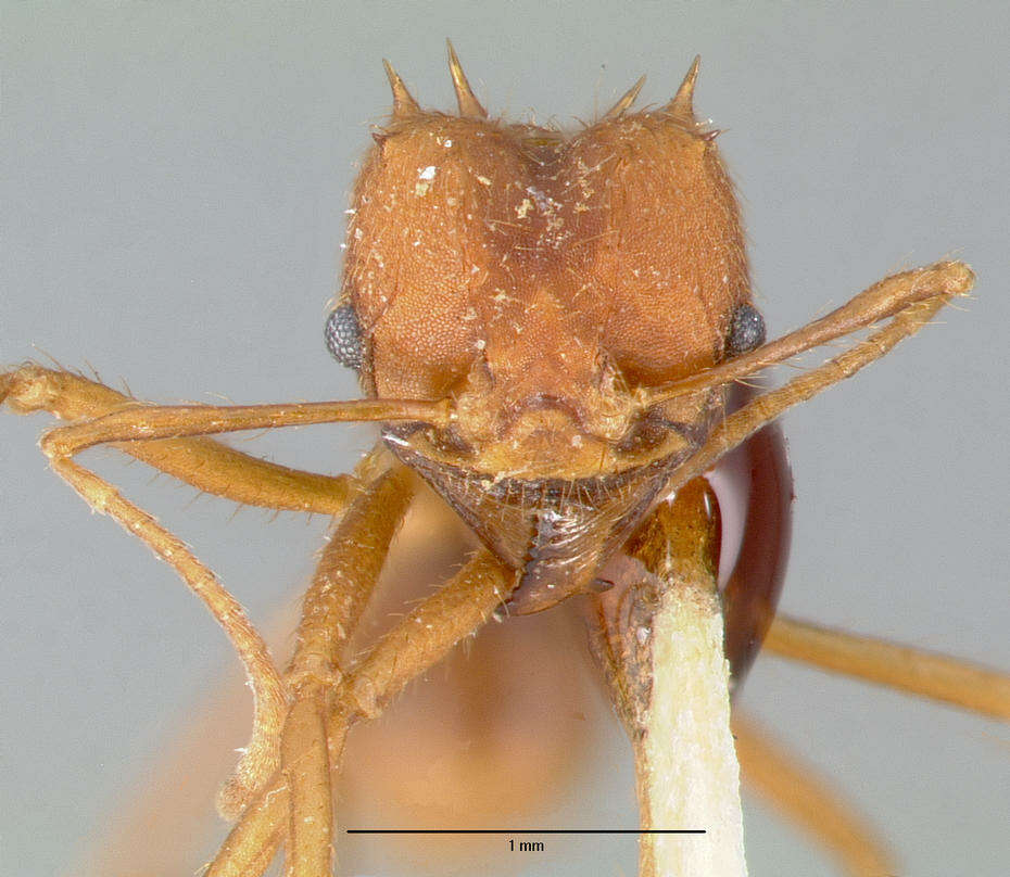 Image of Texas Leaf Cutting Ant