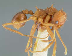 Image of Texas Leaf Cutting Ant