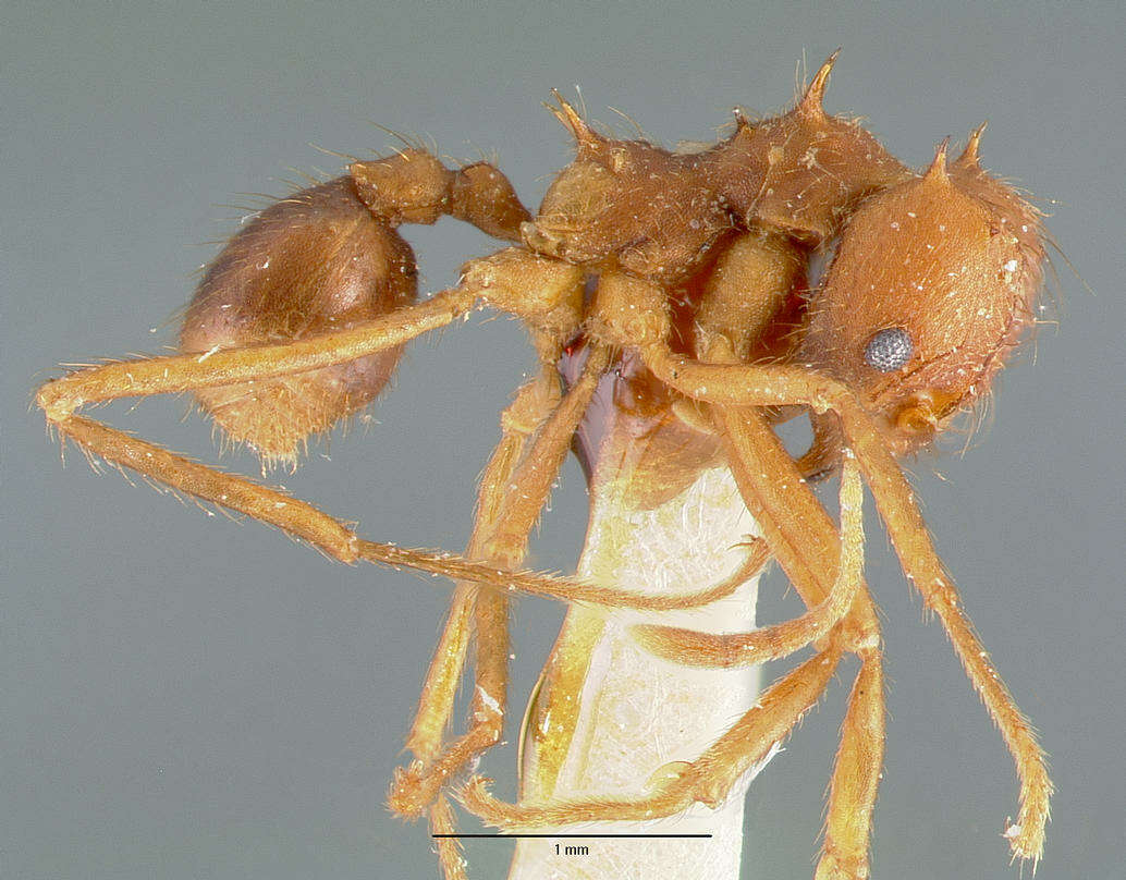 Image of Texas Leaf Cutting Ant