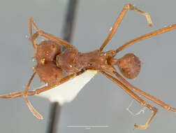 Image of Texas Leaf Cutting Ant