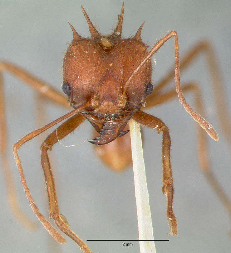 Image of Texas Leaf Cutting Ant