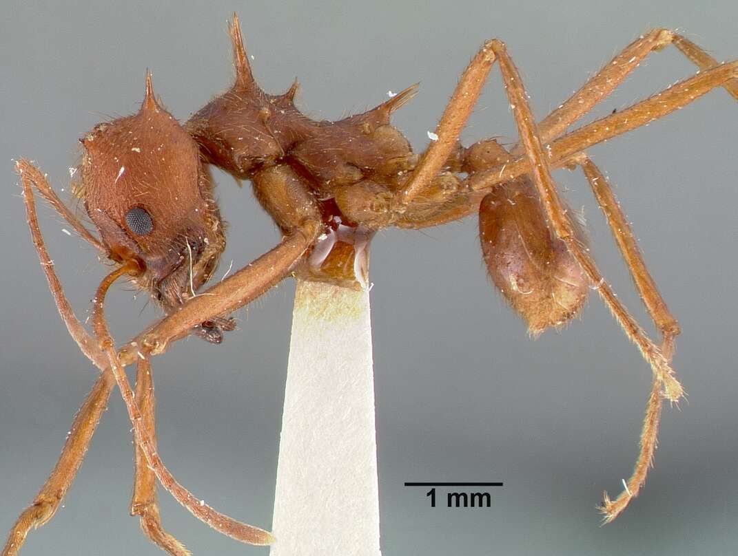 Image of Texas Leaf Cutting Ant