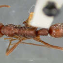 Leptogenys elongata (Buckley 1866)的圖片