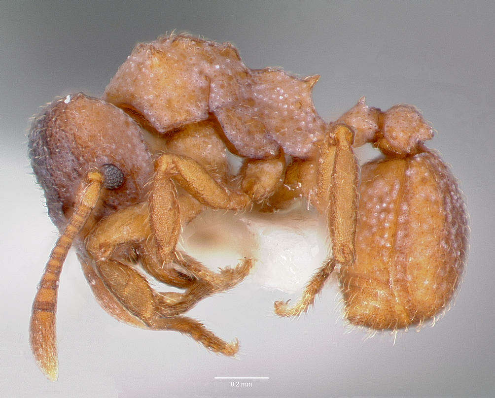 Image of Mycetosoritis