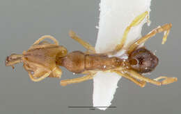 Image of Ant