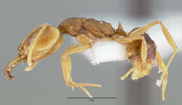 Image of Ant