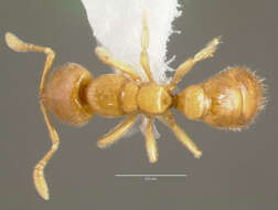 Image of Ant