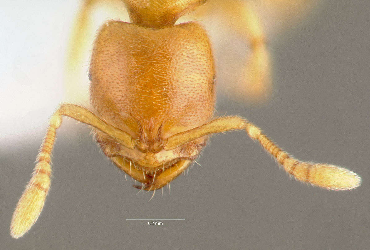 Image of Ant