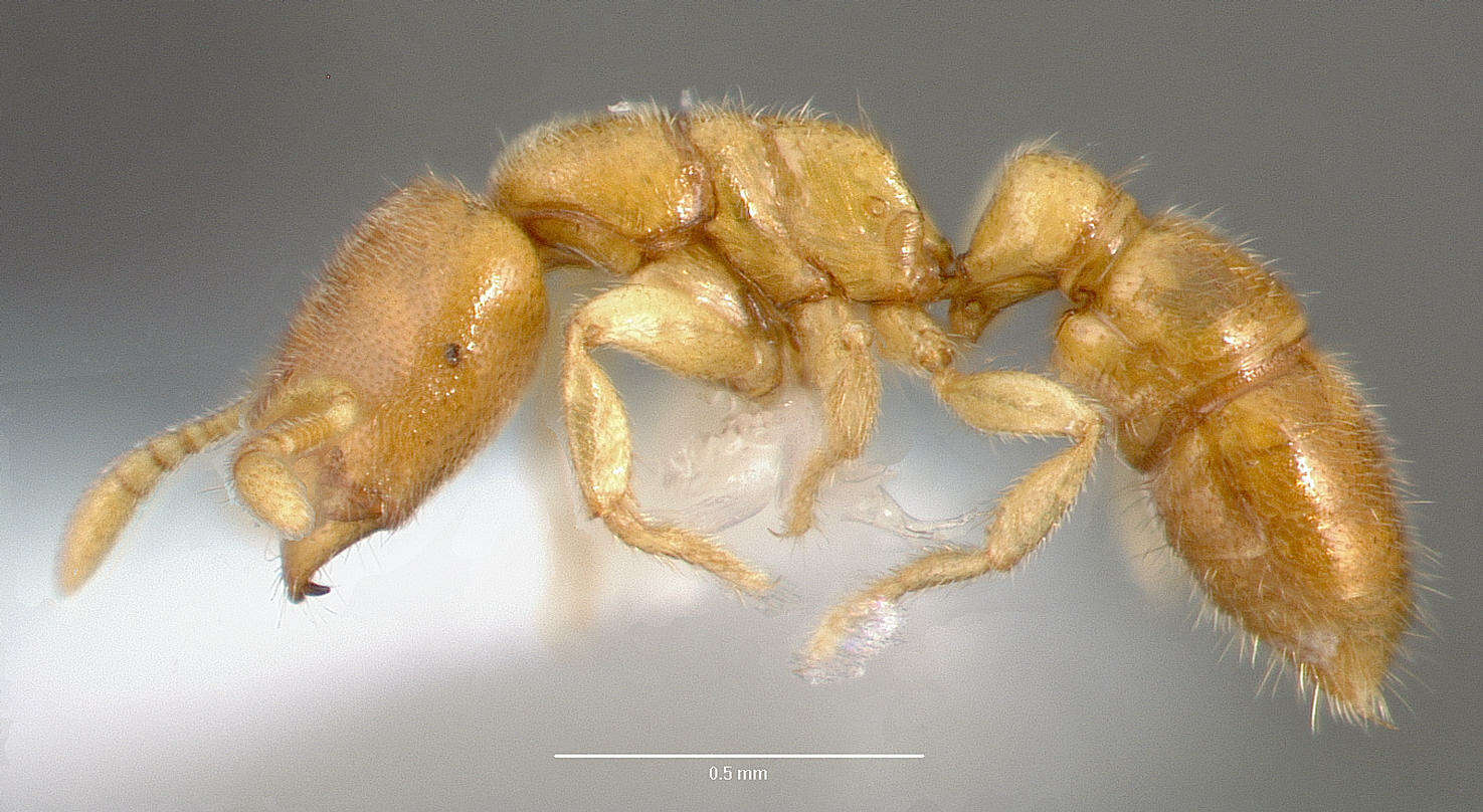 Image of Ant