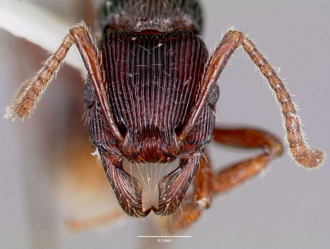 Image of Ant