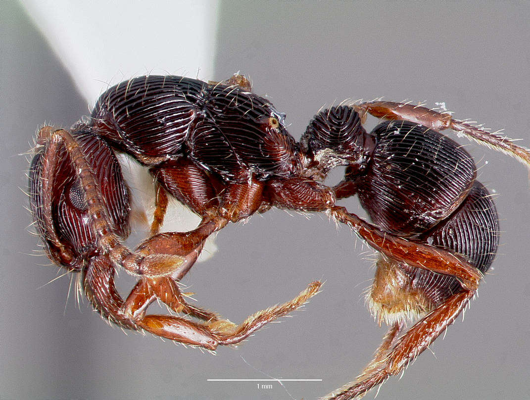 Image of Ant