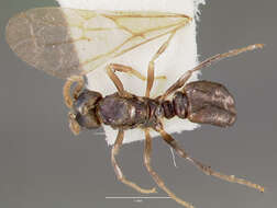 Image of Ant