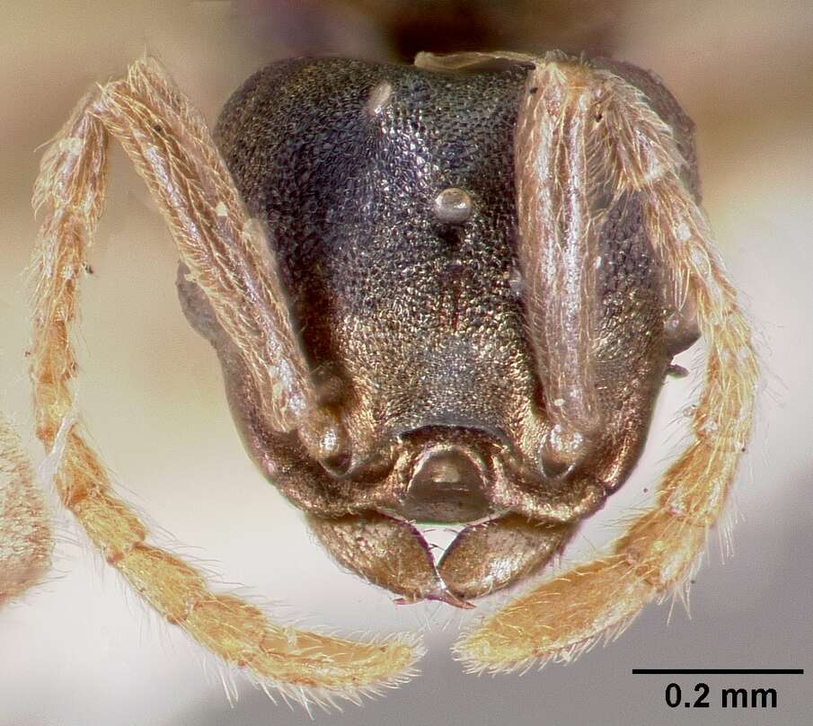 Image of Ant